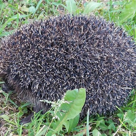 Willa Marysin Маків-Підхалянський Екстер'єр фото